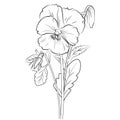 small pansy flower outline drawing, font view pansy illustration. pansy flower wall drawing, pansy flower wall art Royalty Free Stock Photo