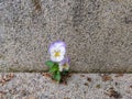 Small Pansy Growing in Cement Step Royalty Free Stock Photo