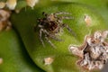 Small Pantropical Jumping Spider Royalty Free Stock Photo