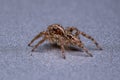 Small Pantropical Jumping Spider Royalty Free Stock Photo