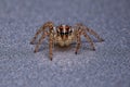 Small Pantropical Jumping Spider Royalty Free Stock Photo