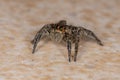 Small Pantropical Jumping Spider Royalty Free Stock Photo