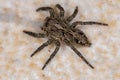 Small Pantropical Jumping Spider Royalty Free Stock Photo