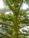 Small papaya