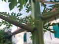 Small papaya plants have green leaves