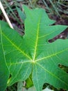 small papaya tree leaves in front of the house after the rain