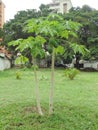 Small papaya trees, early October