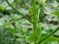 Small papayas on its tree in home garden