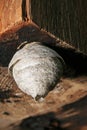 Small paper wasp nest Royalty Free Stock Photo