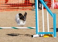 Small Papillion dog going over a jump Royalty Free Stock Photo