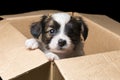 Papillon puppy in a carton box