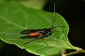 Small parasitic Braconid wasp on a leaf.