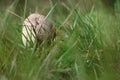 Small parasol mushroom in the grass Royalty Free Stock Photo