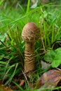 A small parasol mushroom in a meadow.