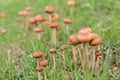 Small parasol mushrooms Royalty Free Stock Photo