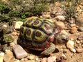 Small Parrot-beaked tortoise in Fynbos