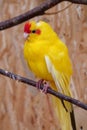 Beautiful small parrot with yellow feathers sits on branch in an aviary Royalty Free Stock Photo