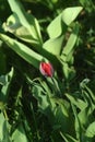 A small parrot tulip in the garden