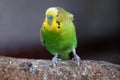 Small parrot yellow head green body angry action stand on wood
