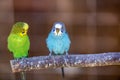 Small parrots birds, bright blue and green, sitting on tree branch on blurred copy space background. Keeping pets at home concept Royalty Free Stock Photo