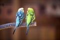 Small parrots birds, bright blue and green, sitting on tree branch on blurred copy space background. Keeping pets at home concept Royalty Free Stock Photo