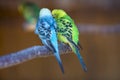 Small parrots birds, bright blue and green, sitting on tree branch on blurred copy space background. Keeping pets at home concept Royalty Free Stock Photo