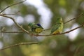 Small parrots in love in the forest