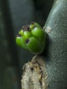 Small part of Cactus growing