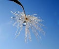 Part Of The Dandelion Seed With Water Droplets Against Blue Sky