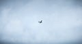 Small passenger plane flying over Isle of Yeu near France Royalty Free Stock Photo