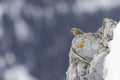 alpine accentor (Prunella collaris) on a ledge of a snowy mountain. Royalty Free Stock Photo