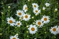 Small patch of current and future white daisys Royalty Free Stock Photo
