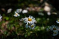 A small patch of daisies shot close up