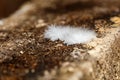 small patch of fluffy white cave mold or efflorescence in a basement - close-up macro photo