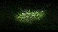 A small patch of grass in the dark. Royalty Free Stock Photo