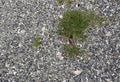 a small patch of grass growing in the gravel