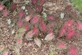 Variegated Pink and Green Elephant Ear Plants Growing Outside