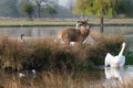 A small patch of land used by a nesting swan and canadian goose Royalty Free Stock Photo