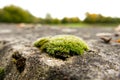 A small patch of moss growing on a weathered concrete wall Royalty Free Stock Photo