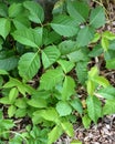 Small patch of poison ivy Royalty Free Stock Photo