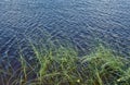 A small patch of reeds in the water