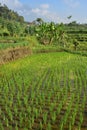 Small Patch Of Rice Field Detail