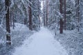 Small path through a cold winter forest in Sweden Royalty Free Stock Photo