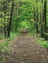 small path in the deep forest Royalty Free Stock Photo
