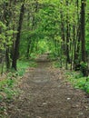 small path in the deep forest Royalty Free Stock Photo