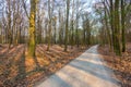 Path in a dry forest at sunset