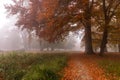 Small path in the fog. Autumn colors on a misty morning, beautiful trees in the forest in Denmark Royalty Free Stock Photo