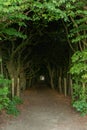 Small path inside long row of Hornbeam Carpinus at PÃÂ¥lsjÃÂ¶ Slott..