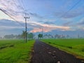 small path in the middle of the rice fields in the morning