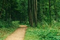 Small path in a park